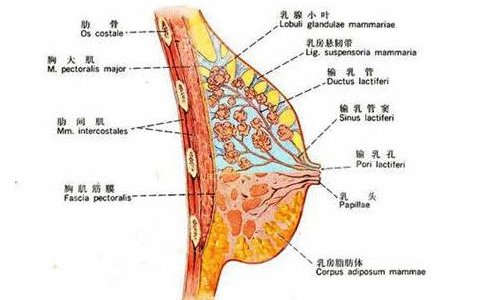  How much is the breast augmentation of Chengdu Hengbo Tianzi